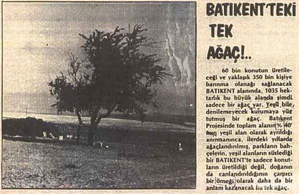 Batıkent'teki tek ağaç